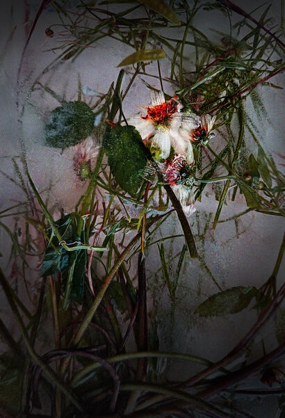 Nature Dead, nº7. - a Photographic Art Artowrk by jose Mila espinosa